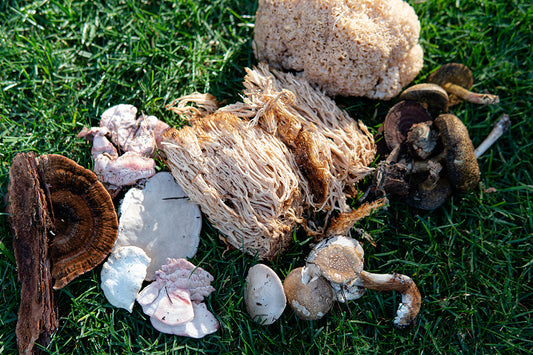 Reishi and Cordyceps mushrooms, alongside other medicinal varieties. Explore these powerhouses and more in our selection of best mushroom supplements.