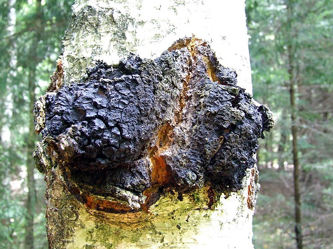 Chaga Mushrooms, "The King of Mushrooms", scientifically known as Inonotus obliquus