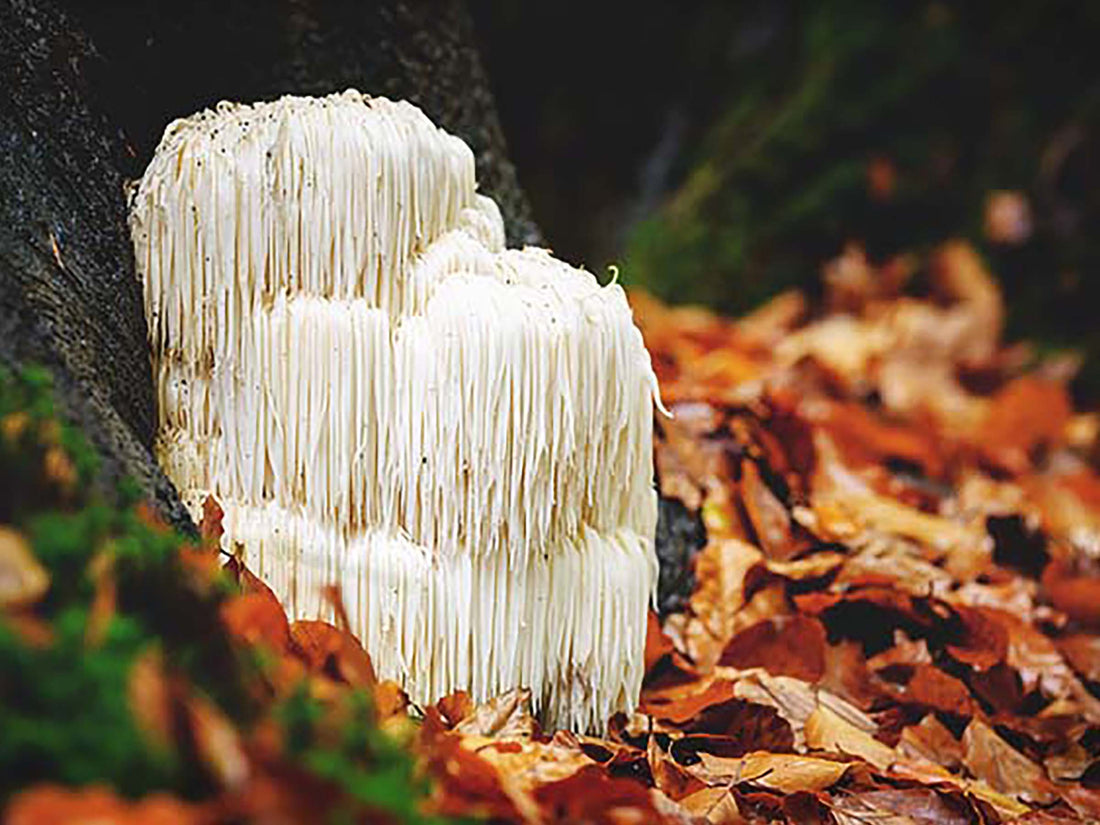 Here are a few of the many benefits of Lion's Mane Mushroom.