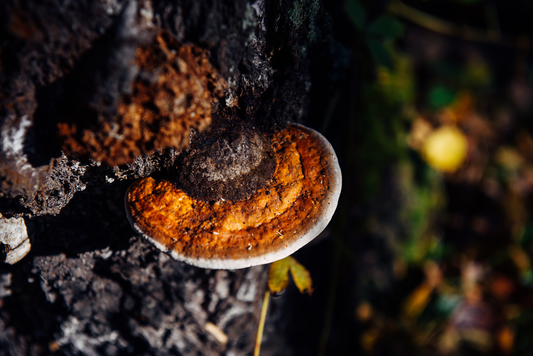 From Forest to Supplement: How Chaga Mushroom Supplements Are Harvested and Processed