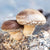 Mogu Mushrooms