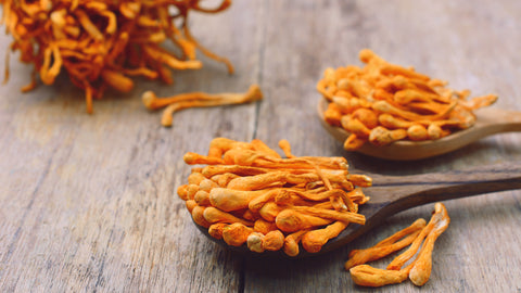 Dried Cordyceps Militaris mushrooms on wooden spoons, ready to be used in supplements or culinary dishes. Buy Cordyceps online now for natural health benefits.