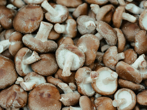 Shiitake Mushroom Extract in Self-Care: A Natural Boost for Your Routine