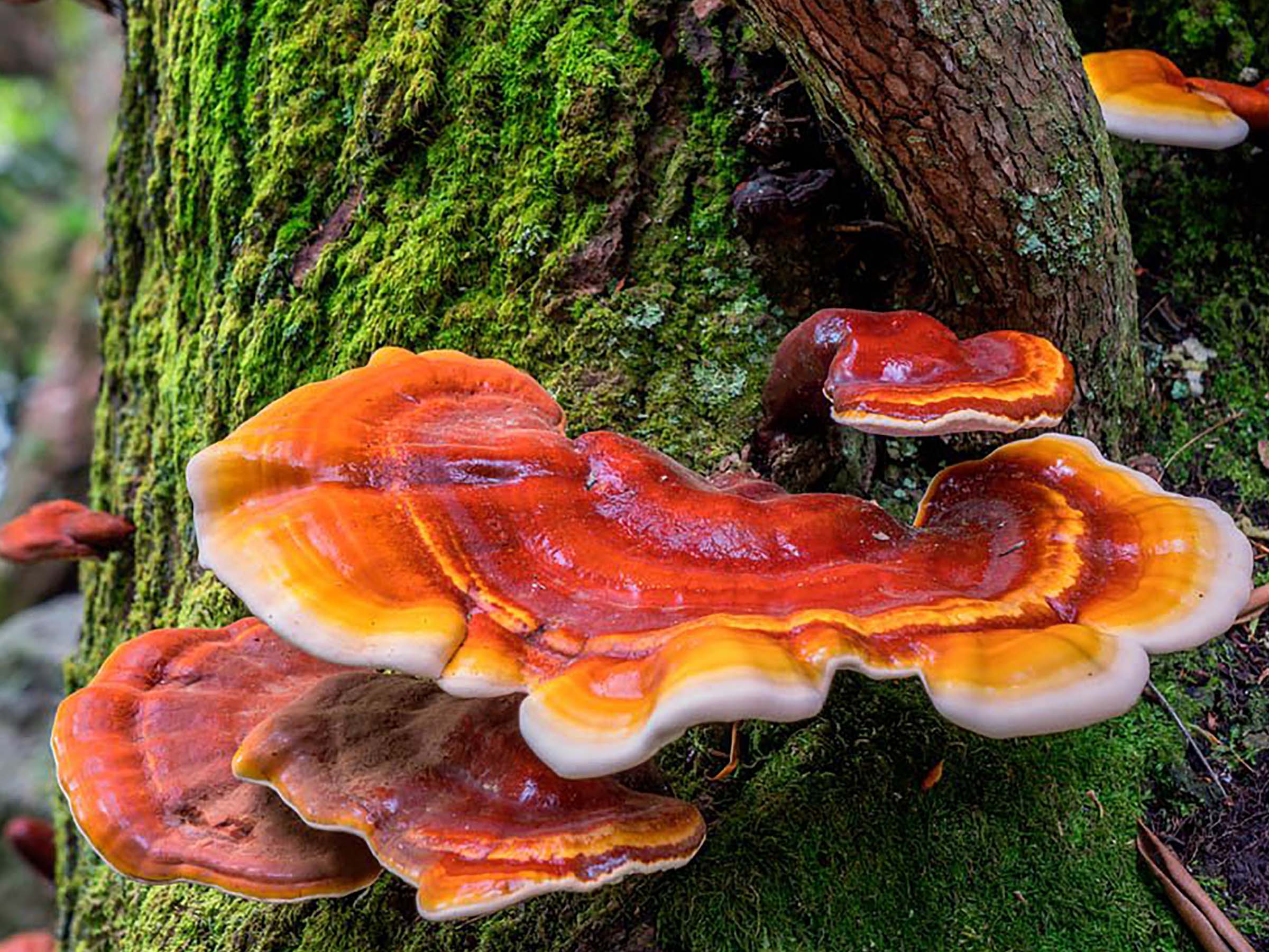 Why Choose Mushroom extract Powder Vs powder M g Mushrooms why-choose-mushroom-extract-powder-vs-powder-m-g-mushrooms