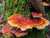 Reishi Mushroom, (Ganoderma lucidum) or Lingzhi Mushroom