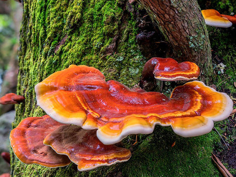 Reishi Mushroom, (Ganoderma lucidum) or Lingzhi Mushroom