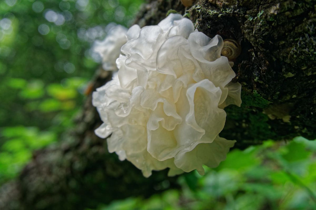 The Secret to Radiant Skin: Medicinal Mushroom Beauty Hacks!