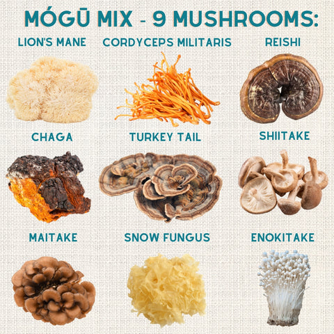 Fórmula de 9 hongos Orgánicos: Melena de león, Reishi, Cordyceps, Chaga, Cola de Pavo, Hongo de Nieve, Shiitake, Maitake y Enokitake. Disponible en 5 tamaños: 75, 100, 125, 200 y 250 gramos. Bolsa de cáñamo incluida!