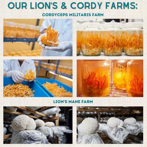 Pure Organic Lion's Mane & Cordyceps Militaris