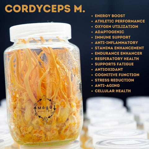 Cuerpo y Cerebro - Melena de León Orgánica + Cordyceps militaris Orgánica, Extracto dual 12:1 para Memoria, Enfoque, Cognición, Energía, y resistencia - Disponible en 5 tamaños: 75, 100, 125, 200 y 250 gramos. Bolsa de cáñamo incluida!